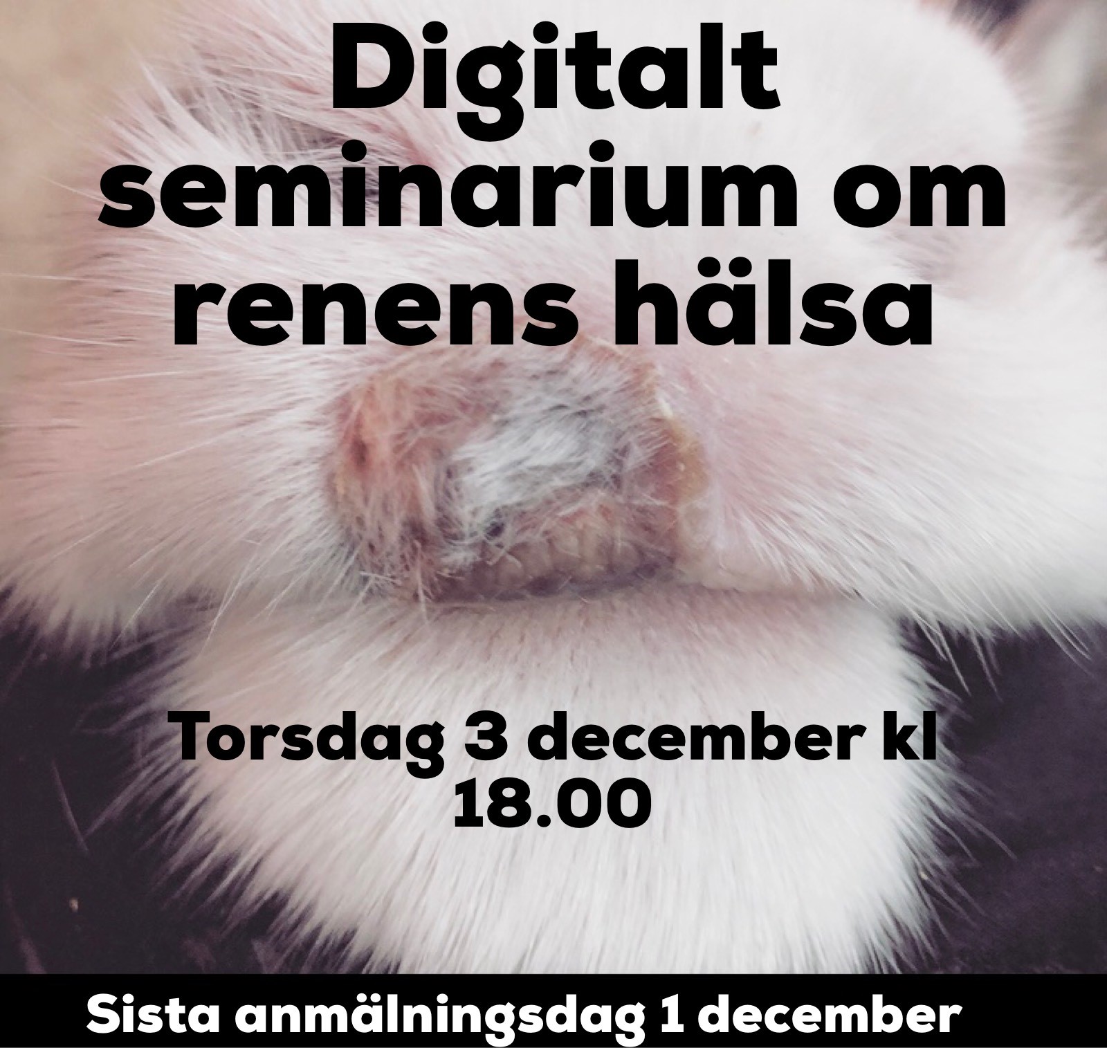 seminarium renhalsa