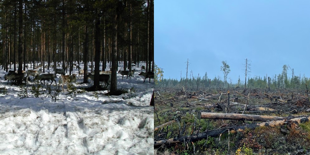 skog_som_resurs