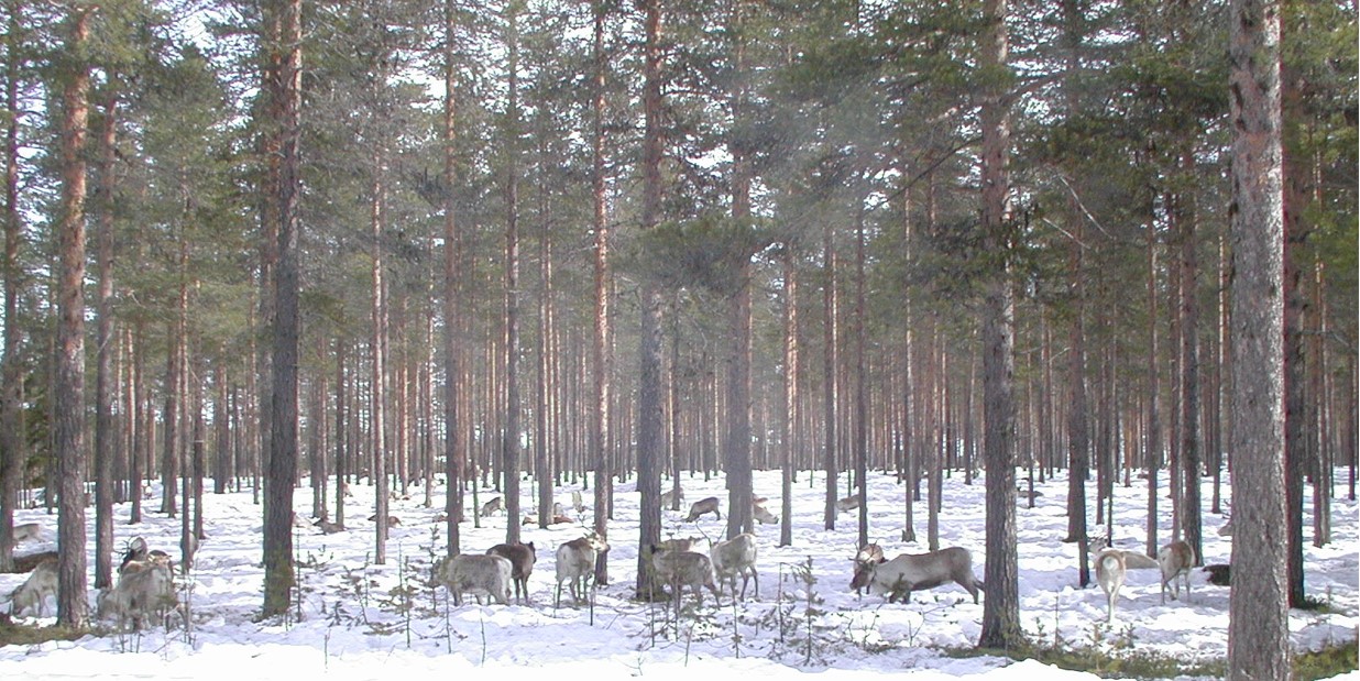 skog