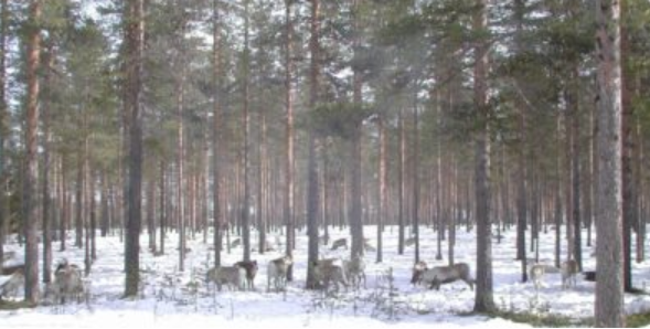 Allvarlig kritik riktas mot Holmen skog
