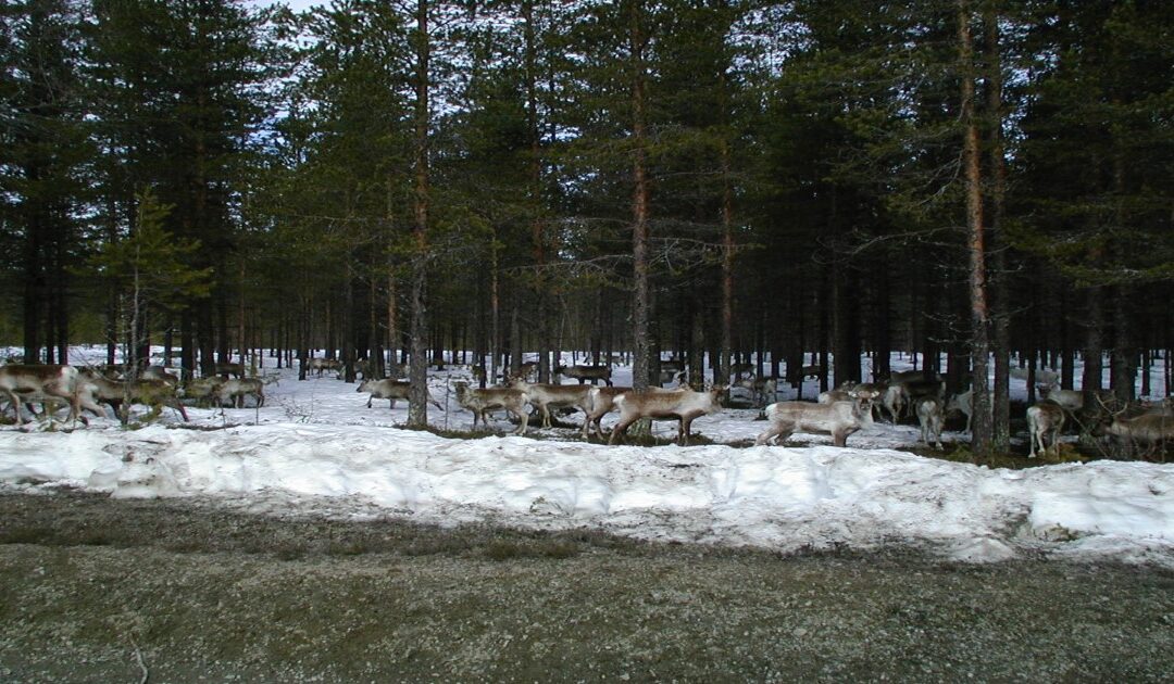 Sverige visar upp det ”hållbara skogsbruket”
