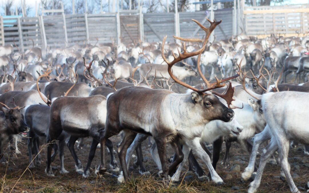 SSR arbetar med förhållandet mellan rennäring och rovdjur