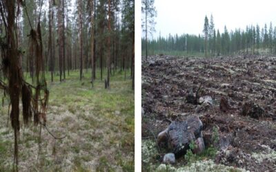 Hållbart skogsbruk för alla?