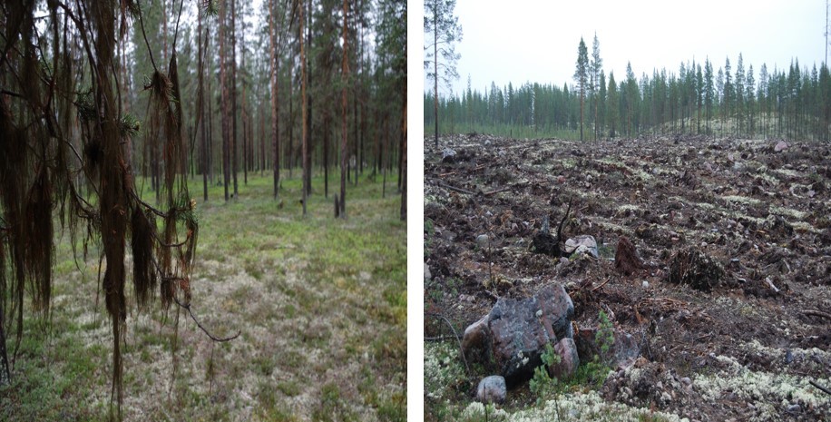 skog