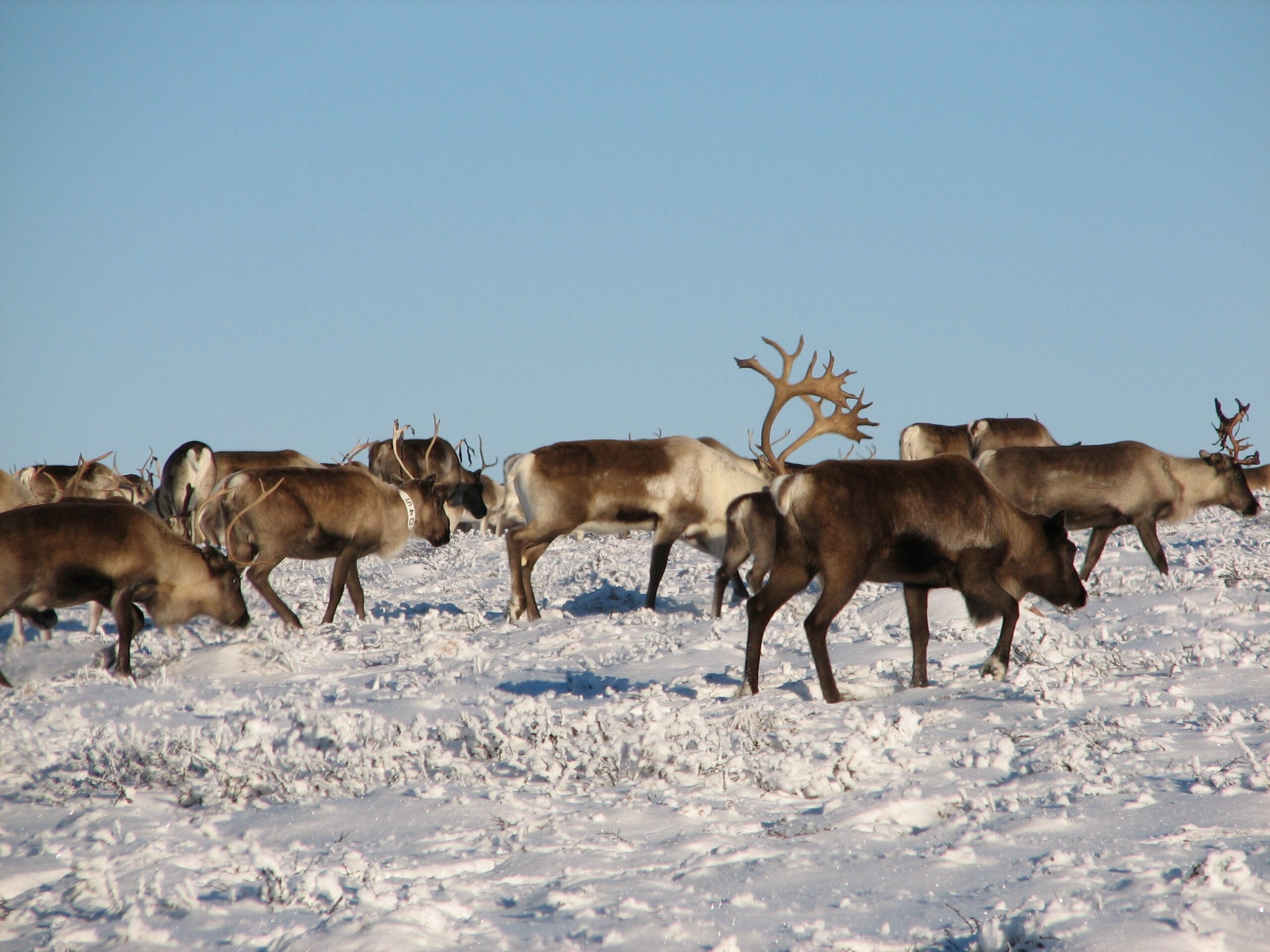 vinter_polarjahki_renar_sven_skaltje